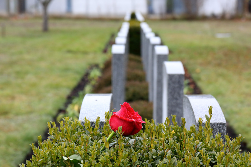 Illustration for article titled Pics from the Cemetery: 2017-11-11 at Mountain View